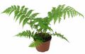 6" Fern Australian Tree
